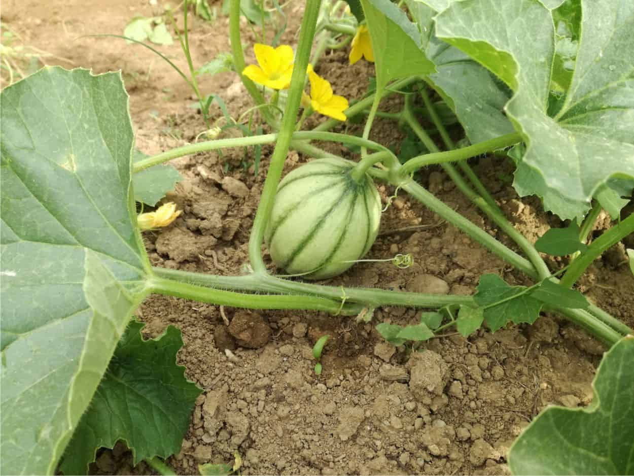 piccolo melone in crescita