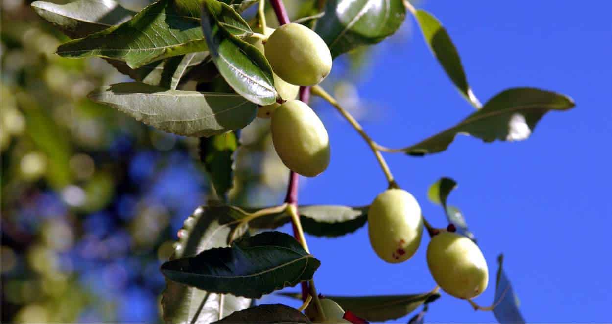 frutti del giuggiolo acerbi