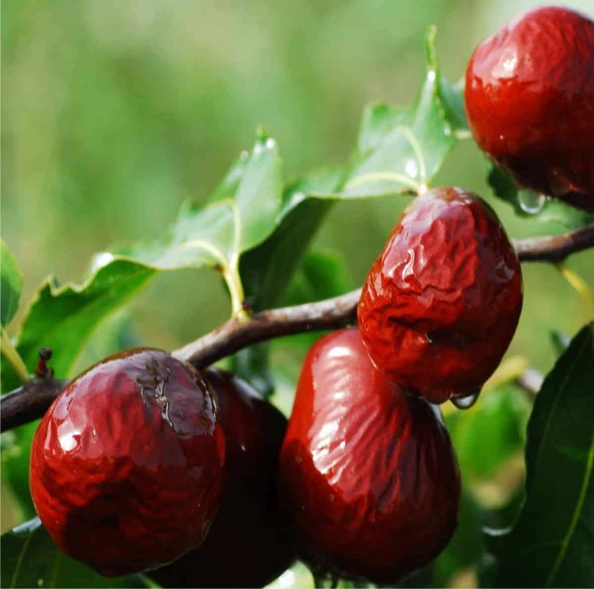 Giuggiolo Come Piantare L albero E Coltivare Giuggiole