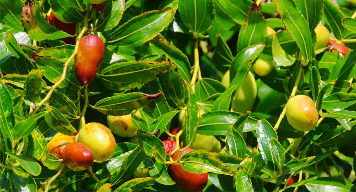 albero di giuggiole con frutti sui rami