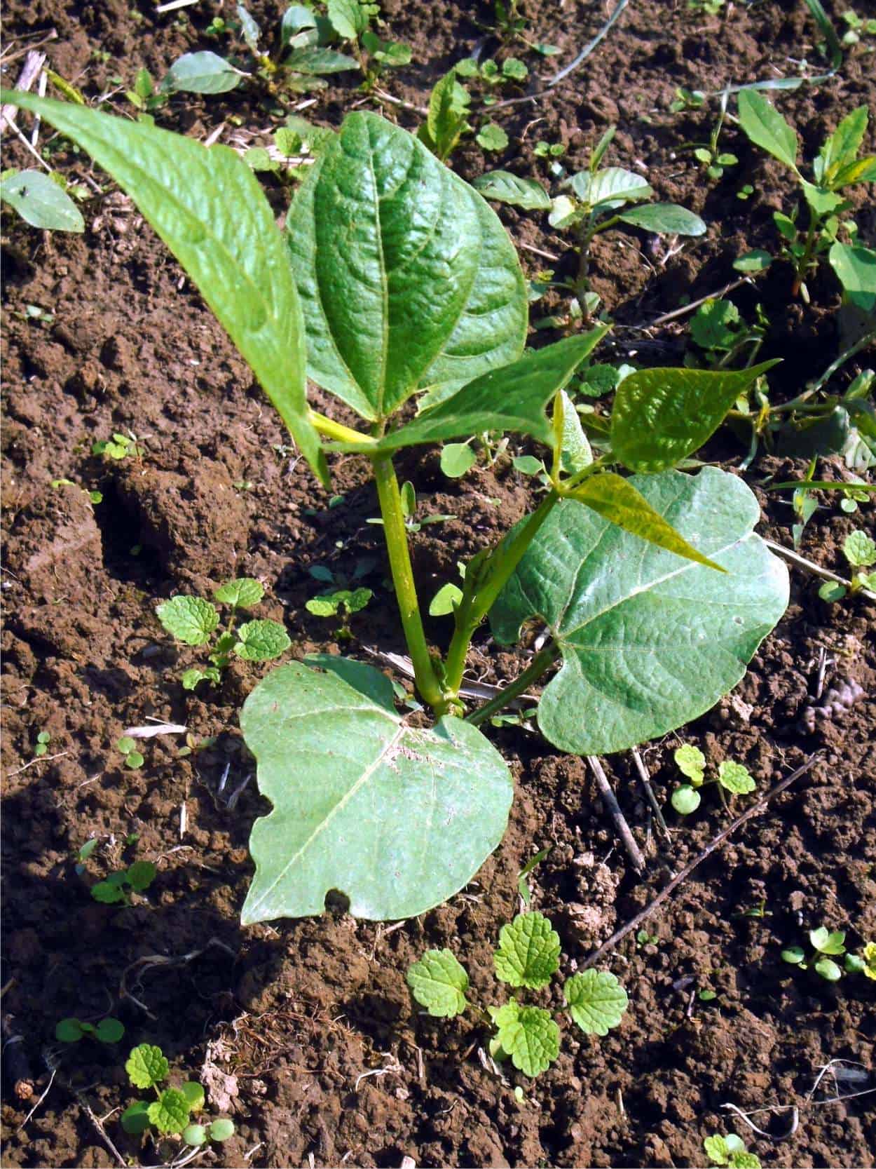 Malattie Di Fagioli E Fagiolini Difesa Bio E Prevenzione