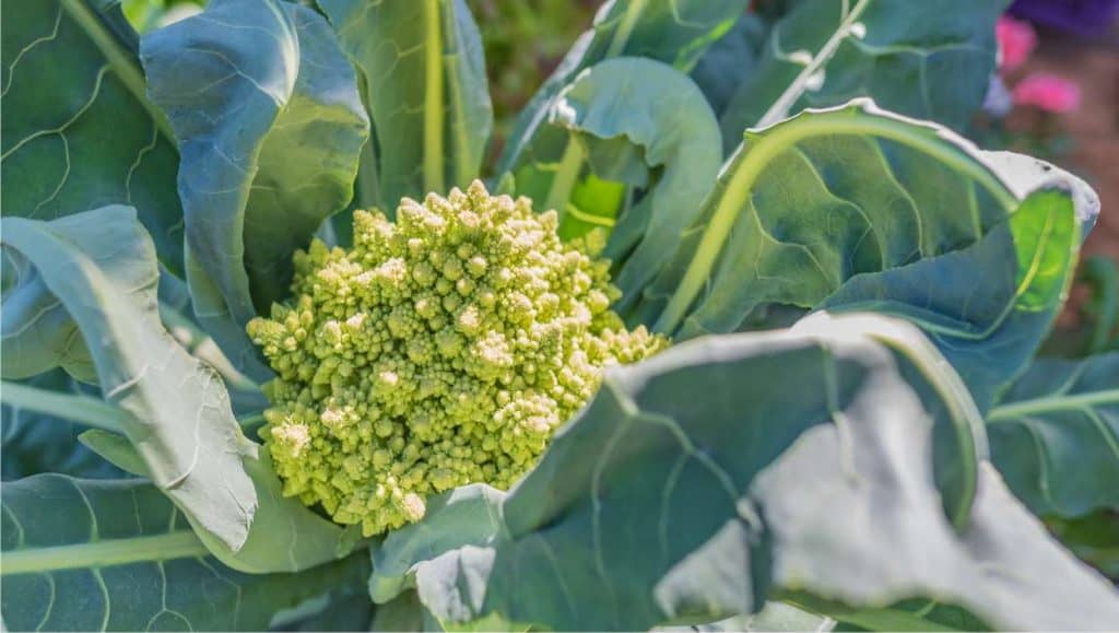 broccolo con fiore formato