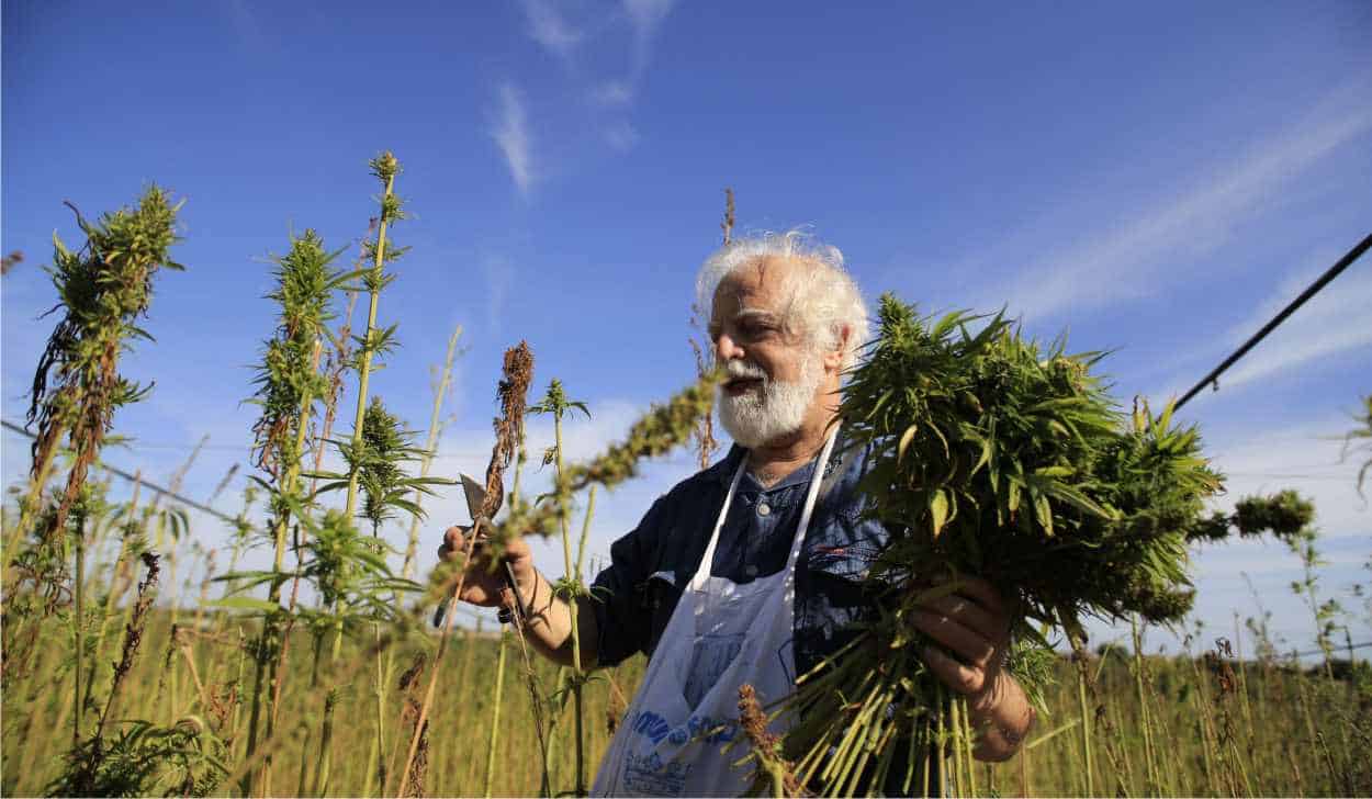 raccolta di fiori di cannabis light