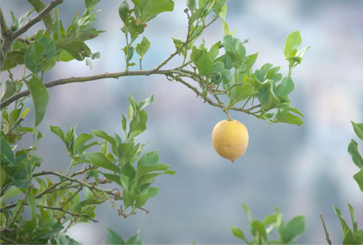 Potare Il Limone Come E Quando Effettuare La Potatura