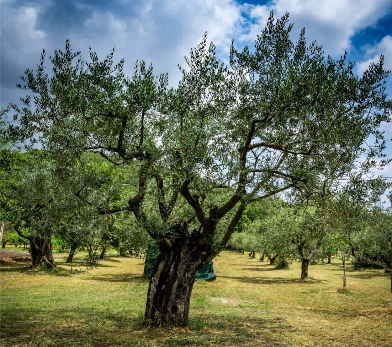 Potatura Olivo Come E Quando Potare