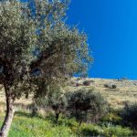 Concimazione dell'olivo