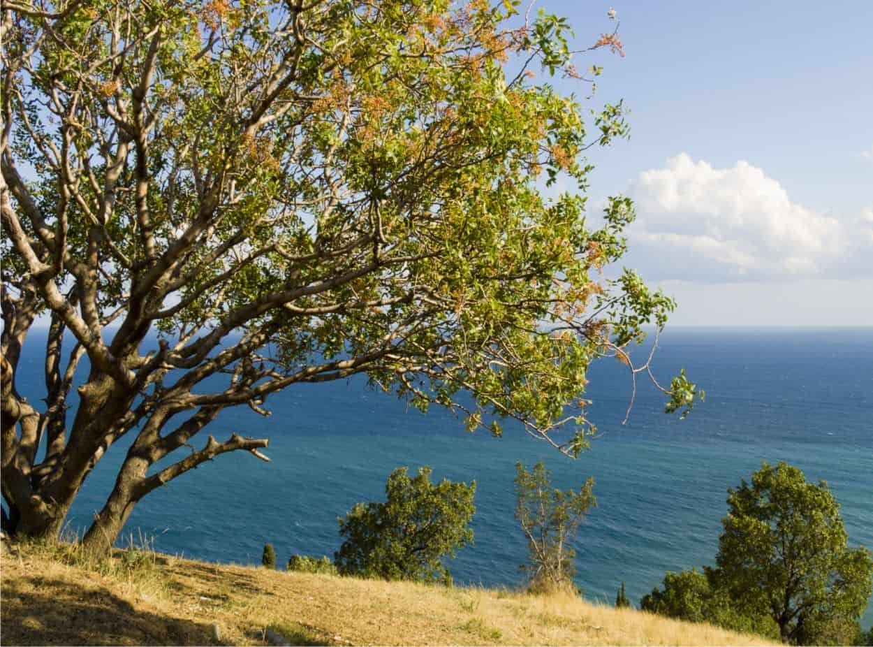 albero di pistacchio