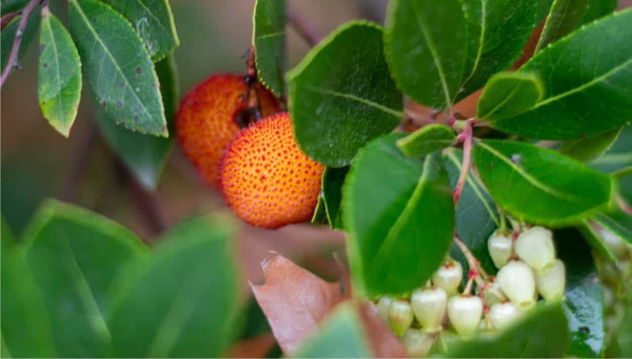 fiori e frutti