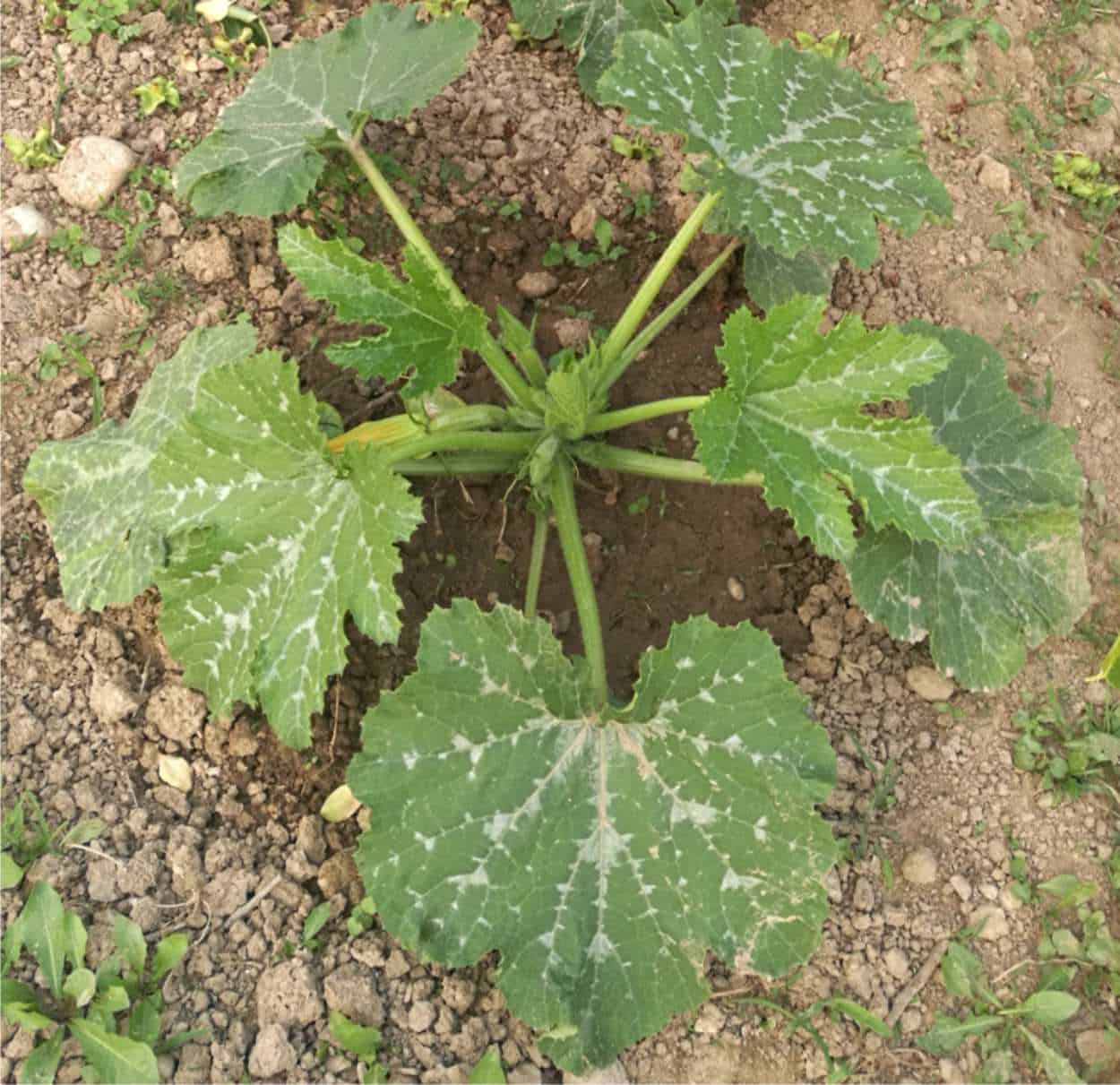 pianta di zucchine