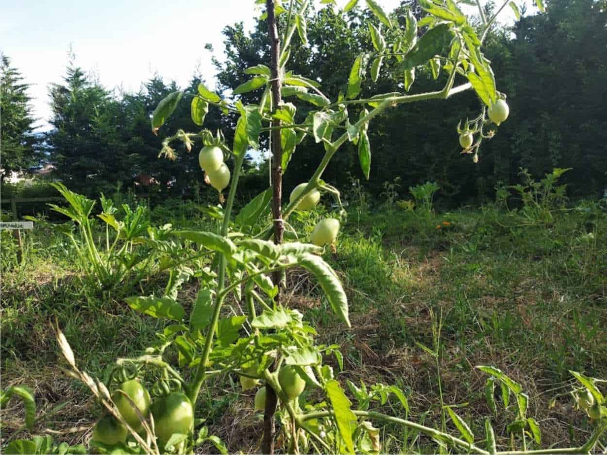 pomodori nell'orto sinergico