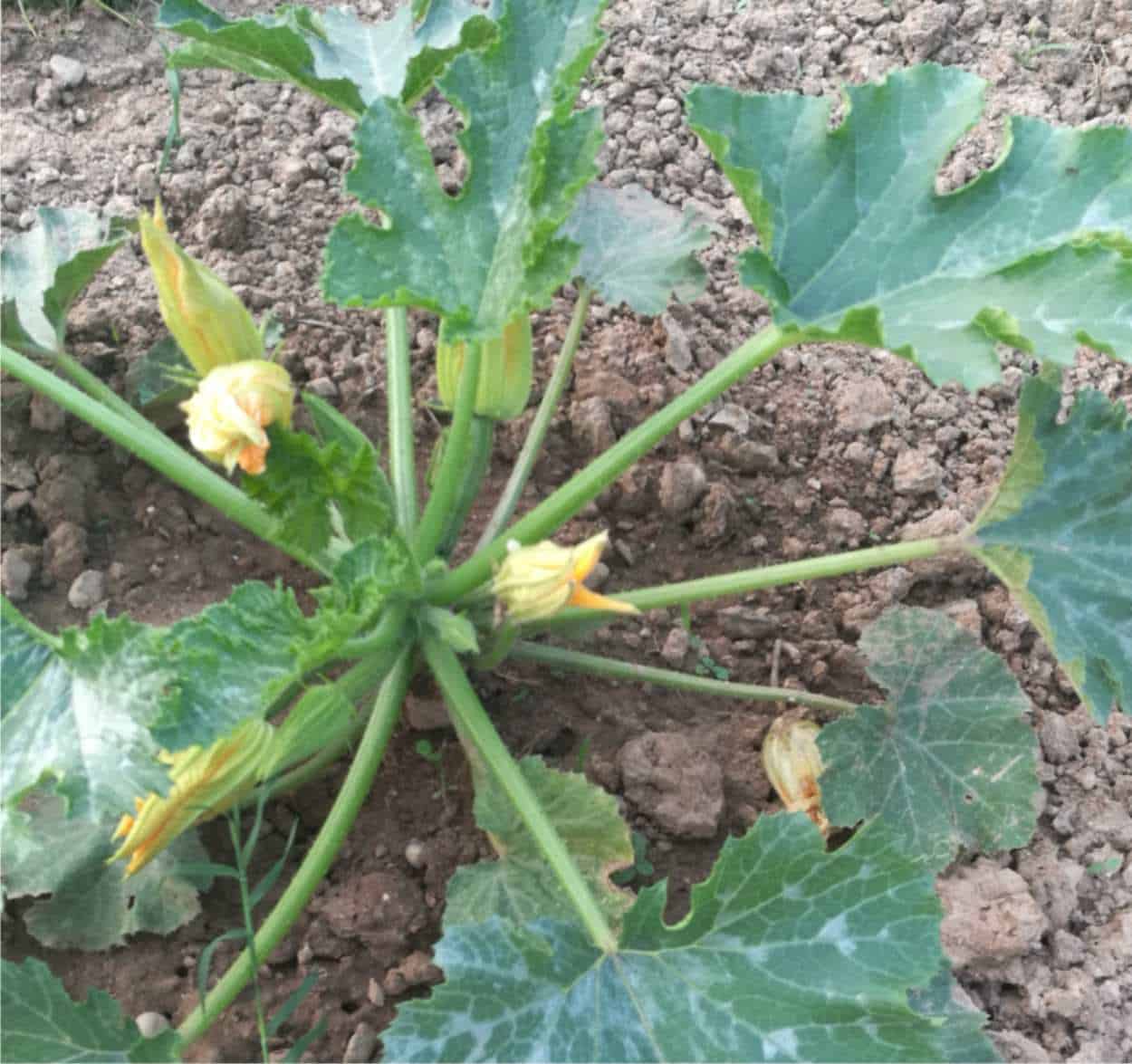 pianta di zucchine in fiore