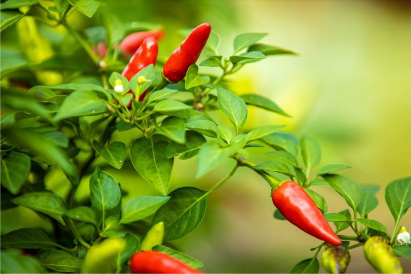 Varietà di peperoncino piccante ecco le cultivar migliori