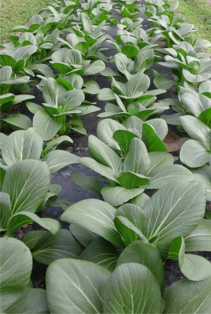 coltivazione di pak choi