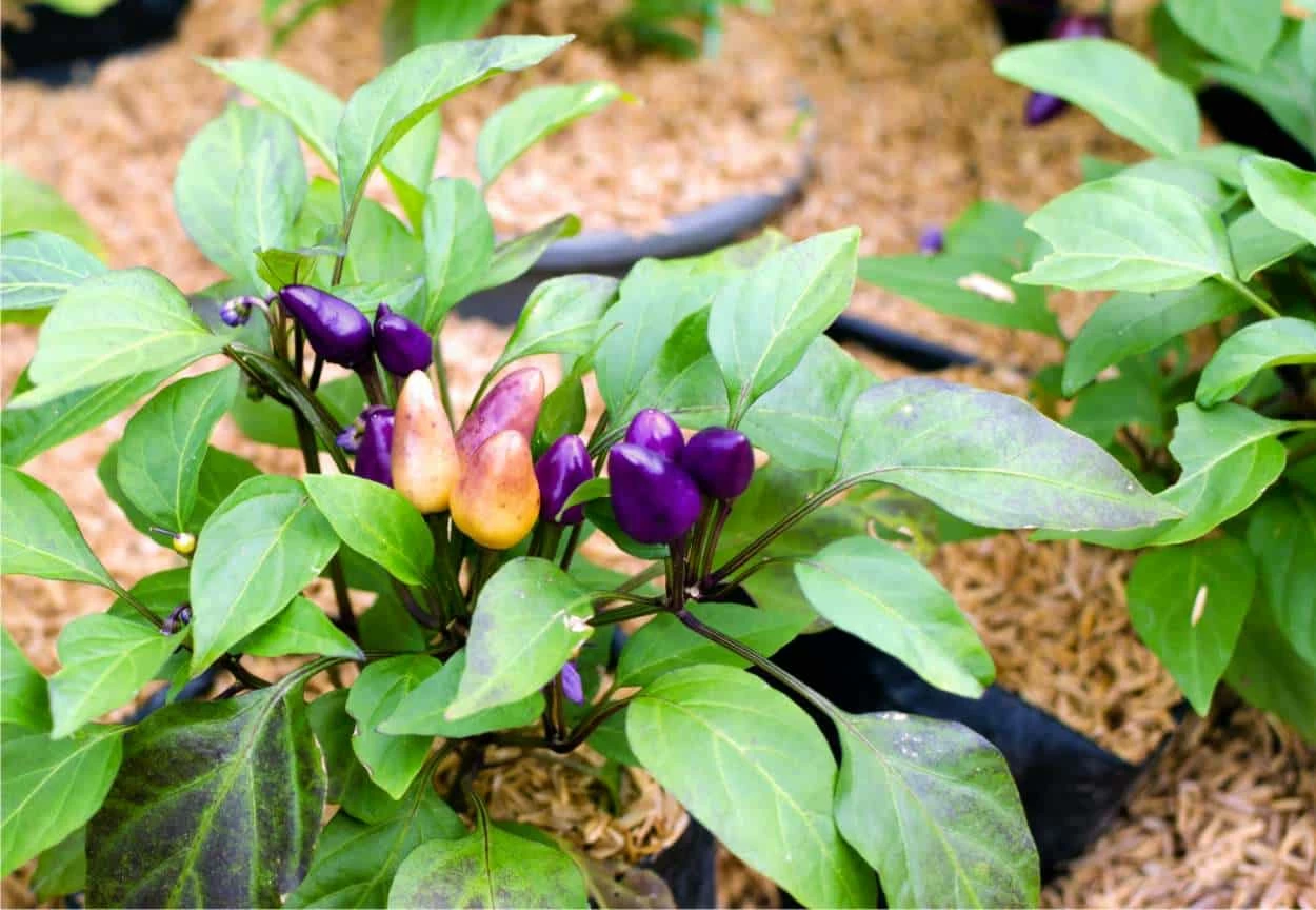 pianta con peperoncini