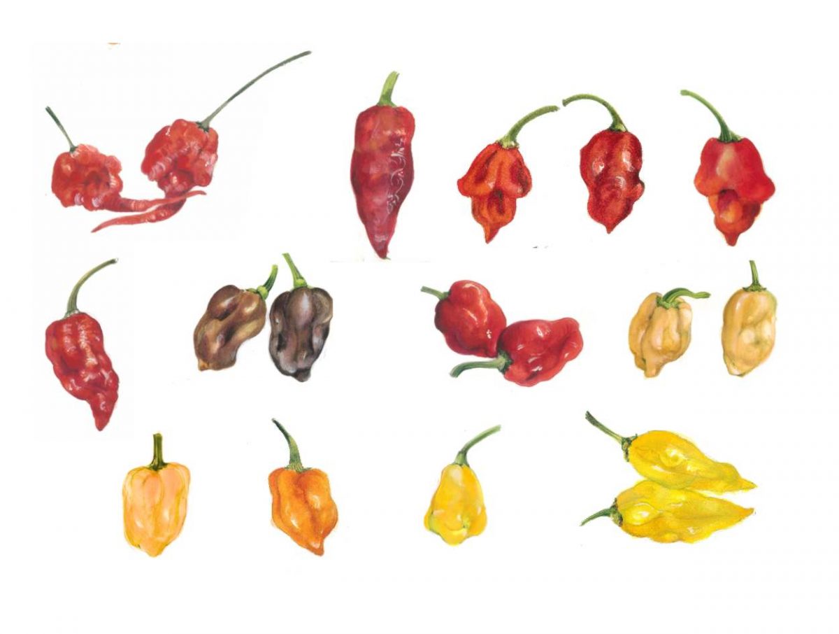 50 Semi Peperoncino Piccantissimo - Mix 5 Variet&agrave; Tra Cui Carolina Reaper E Moruga Scorpion