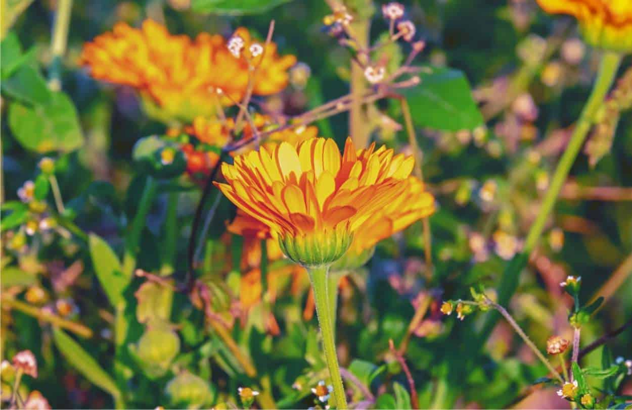 calendula officinale