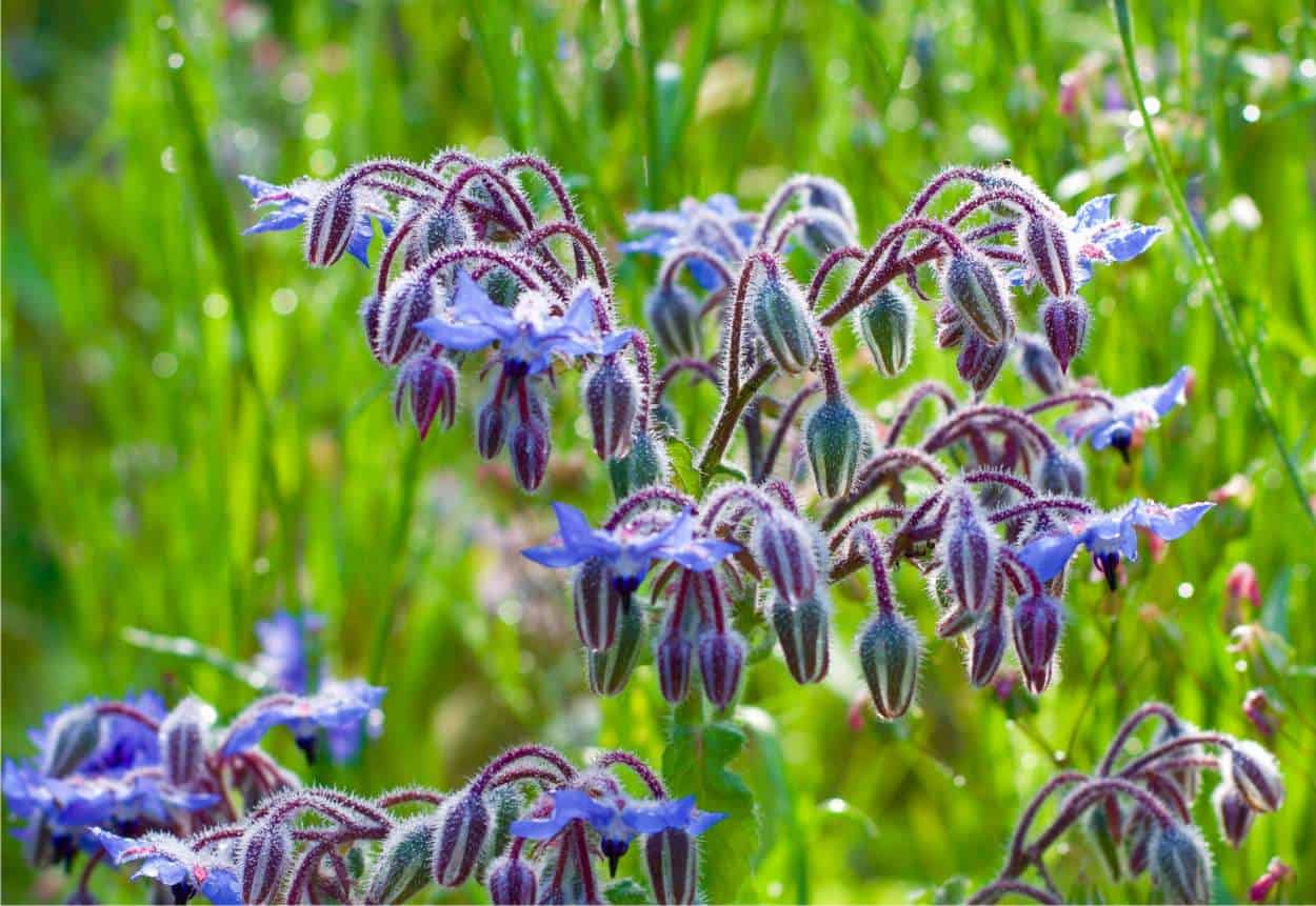 Fiori commestibili per uso alimentare, 20 pezzi.