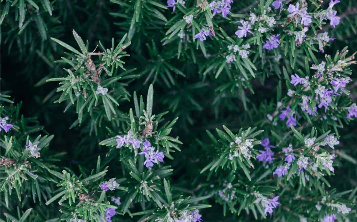 fiore commestibile rosmarino