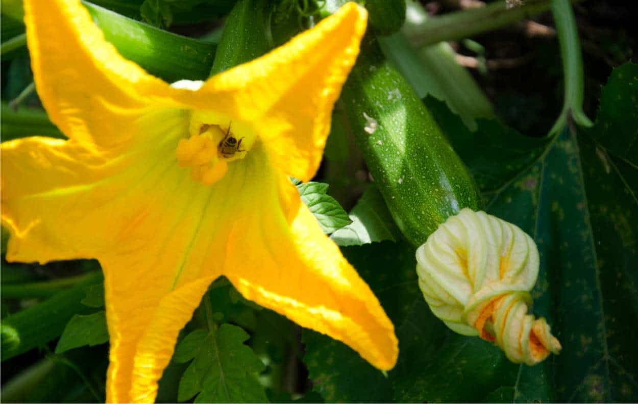 fiore edibile di zucchina