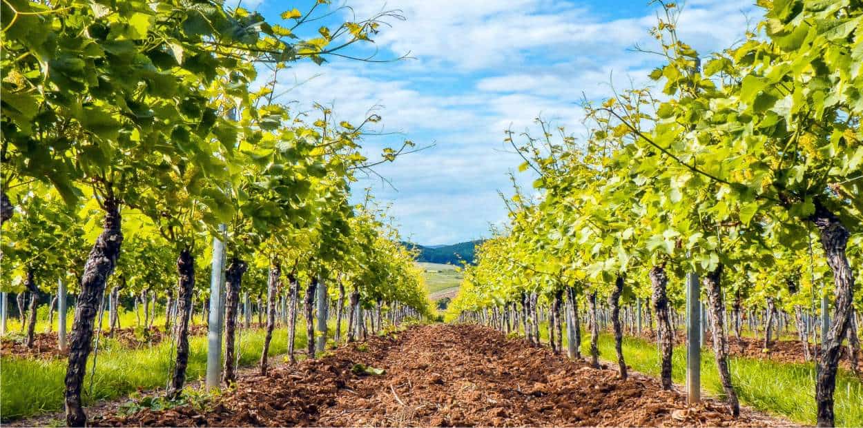 impianto di vigneto di uva da tavola