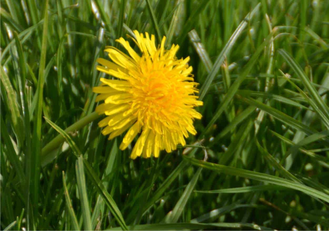 tarassaco, un fiore che si mangia