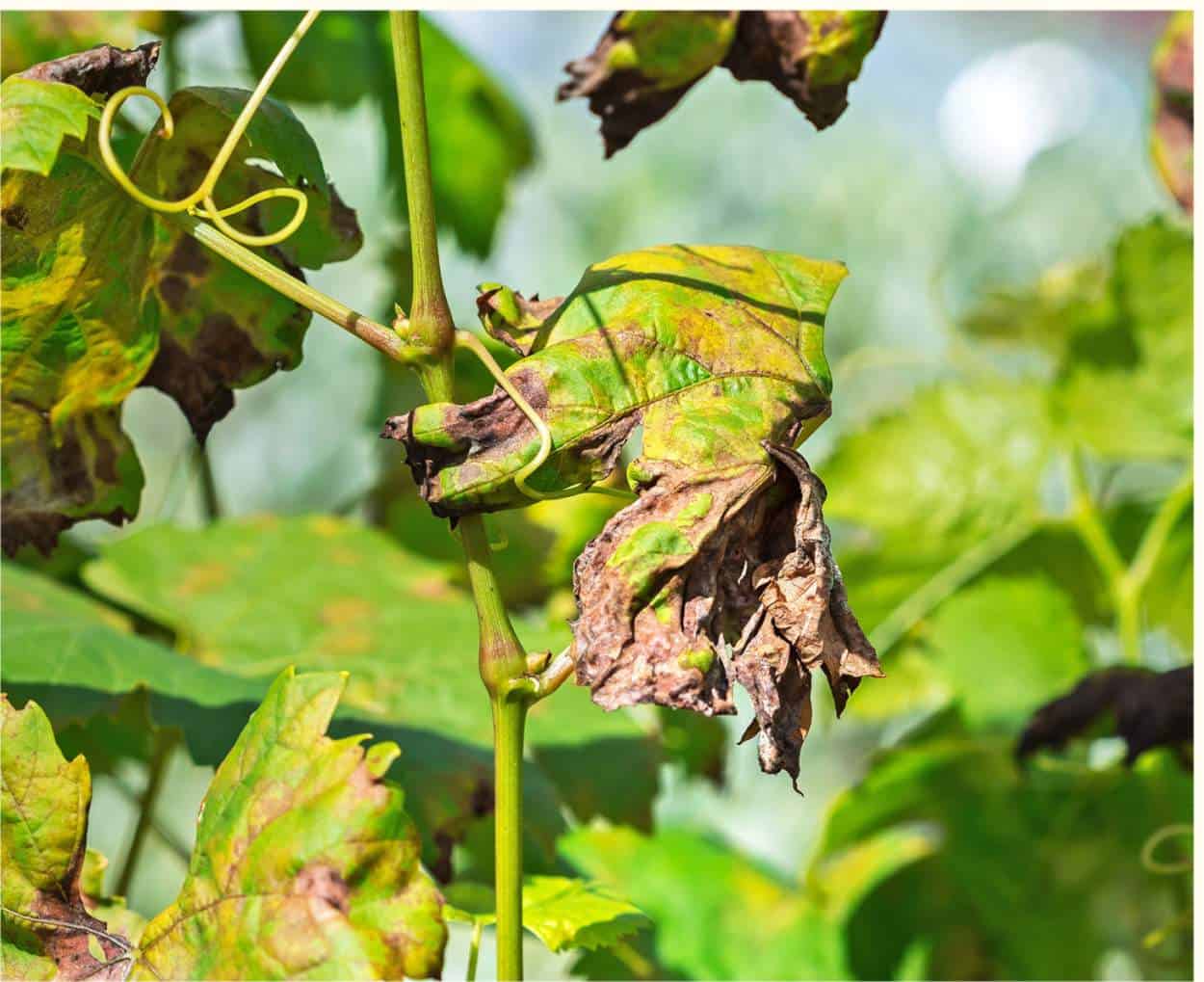 peronospora della vite