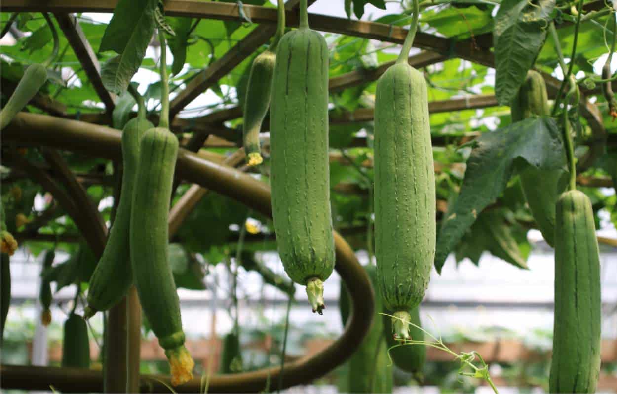 Come coltivare la luffa per avere spugne vegetali