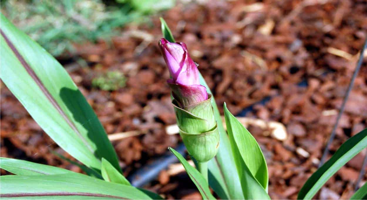 Come Coltivare Curcuma Quando Piantare Tecnica E Raccolto