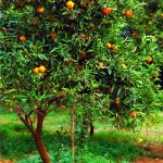 albero di mandarini