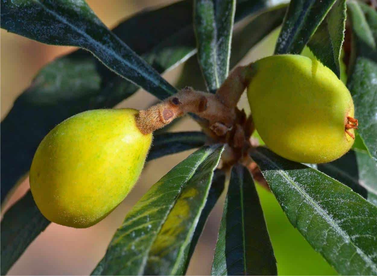 nespole in maturazione