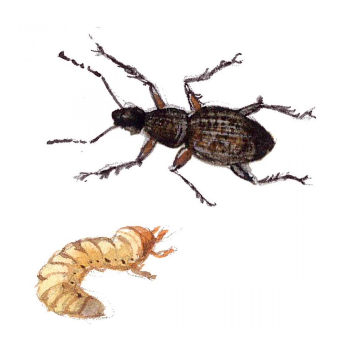 Insetti E Parassiti Nemici Dell orto E Difesa Biologica