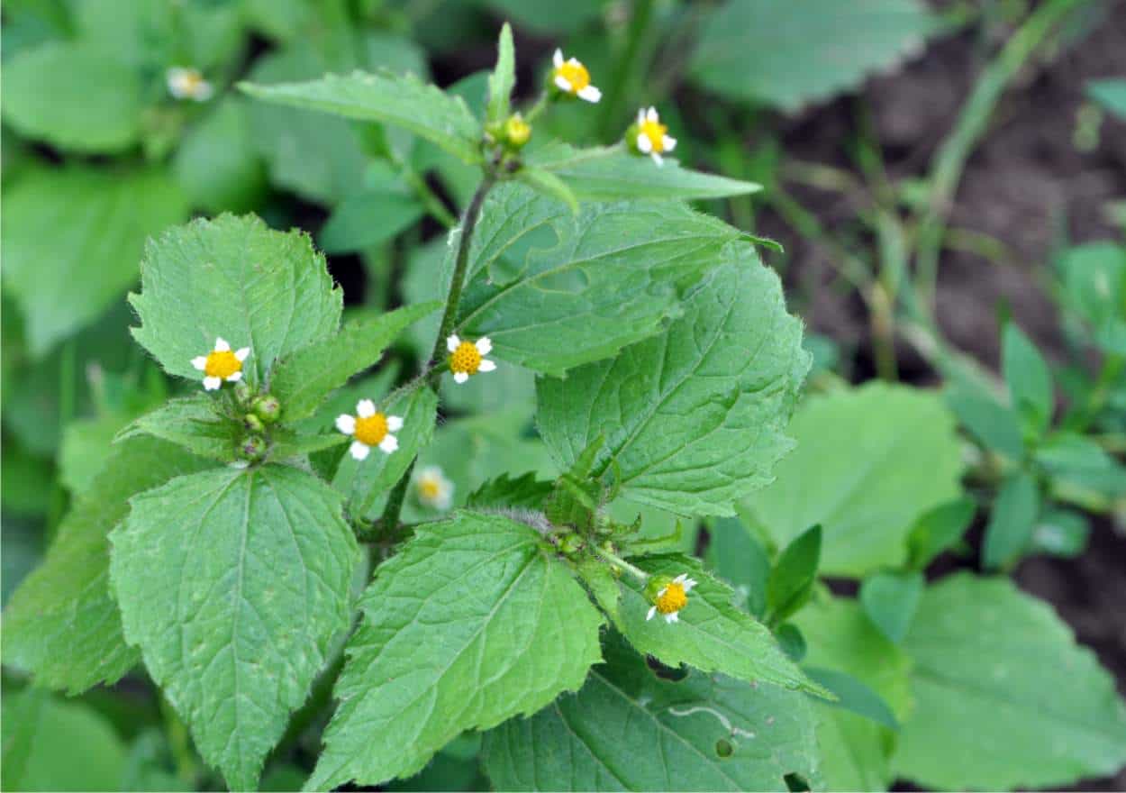 Galinsoga parviflora