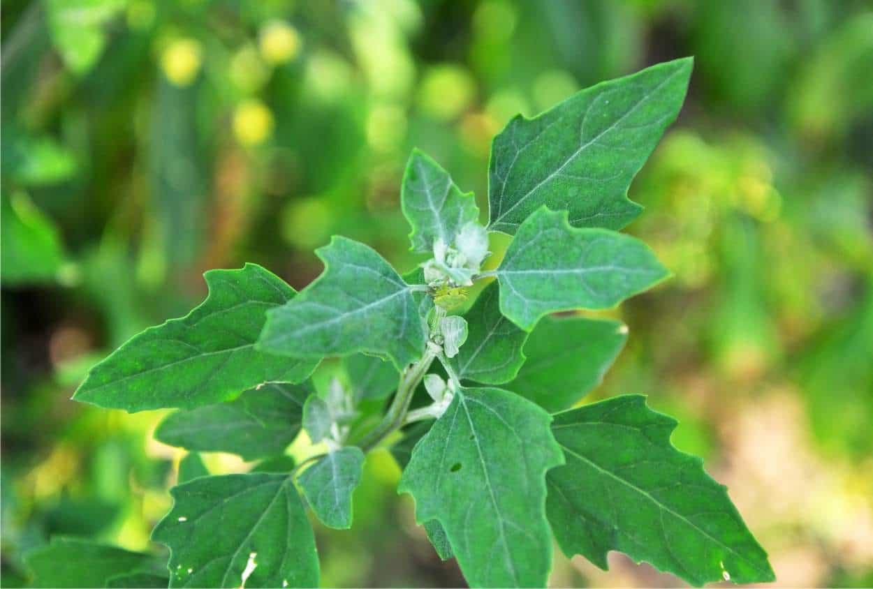 chenopodium