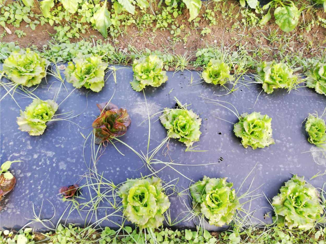 cipollino buca la pacciamatura