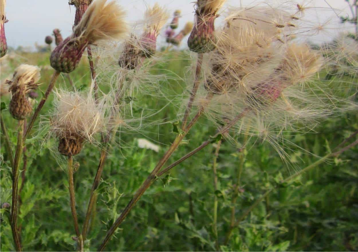 cirsium arvense