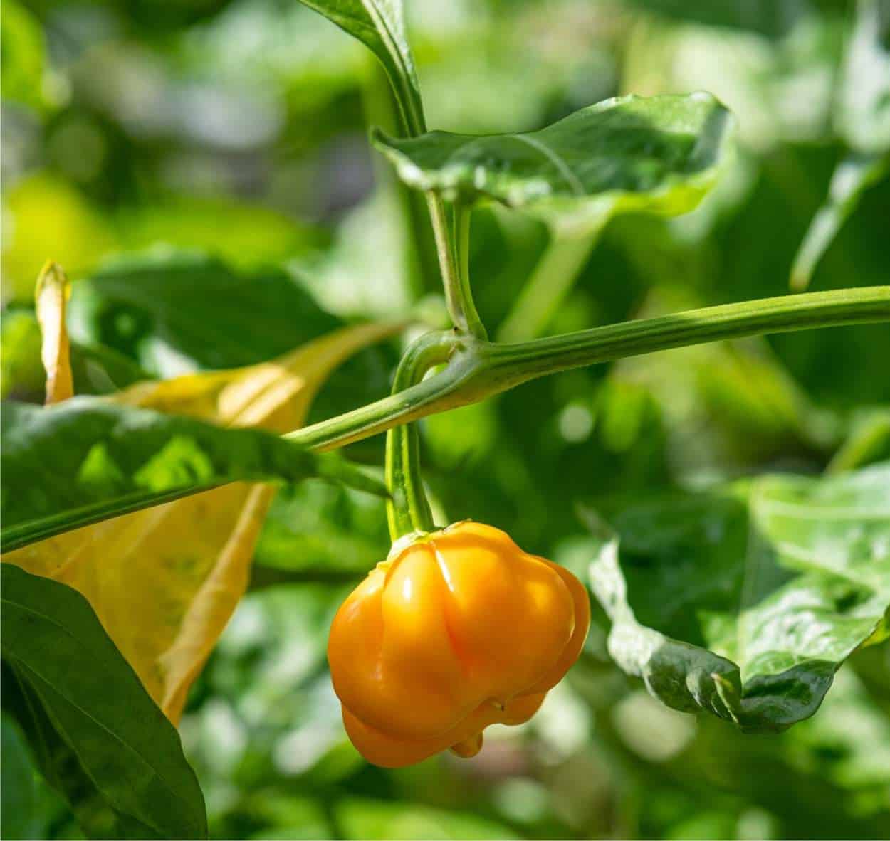 habanero orange