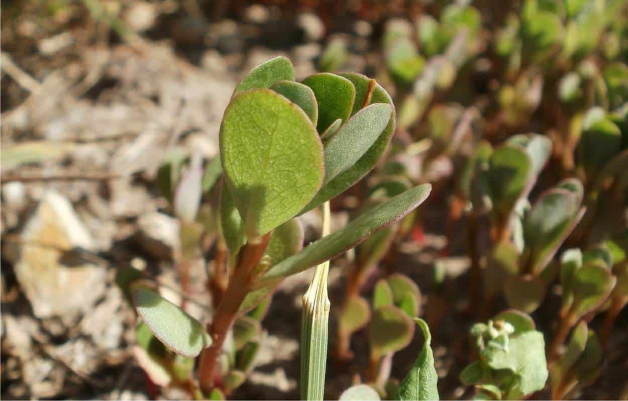 portulaca