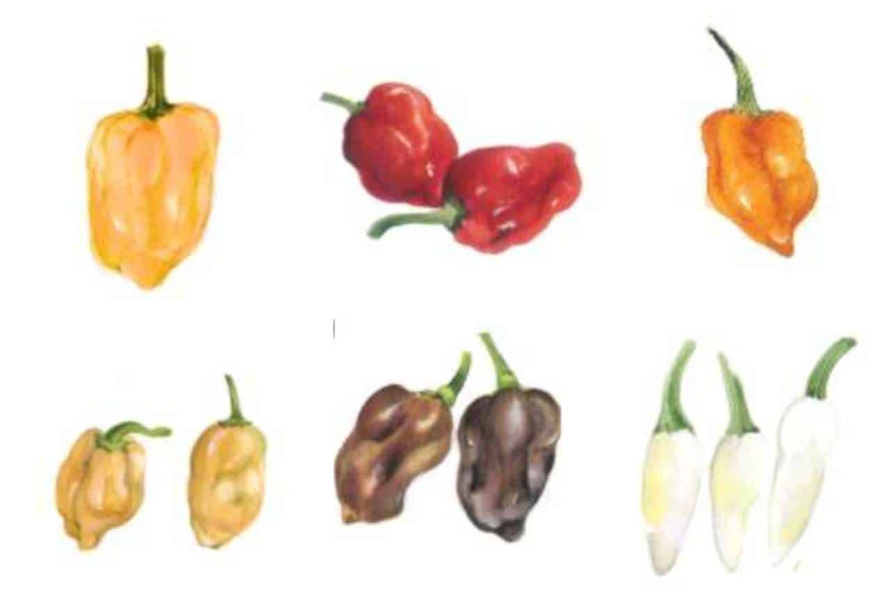 tipi habanero