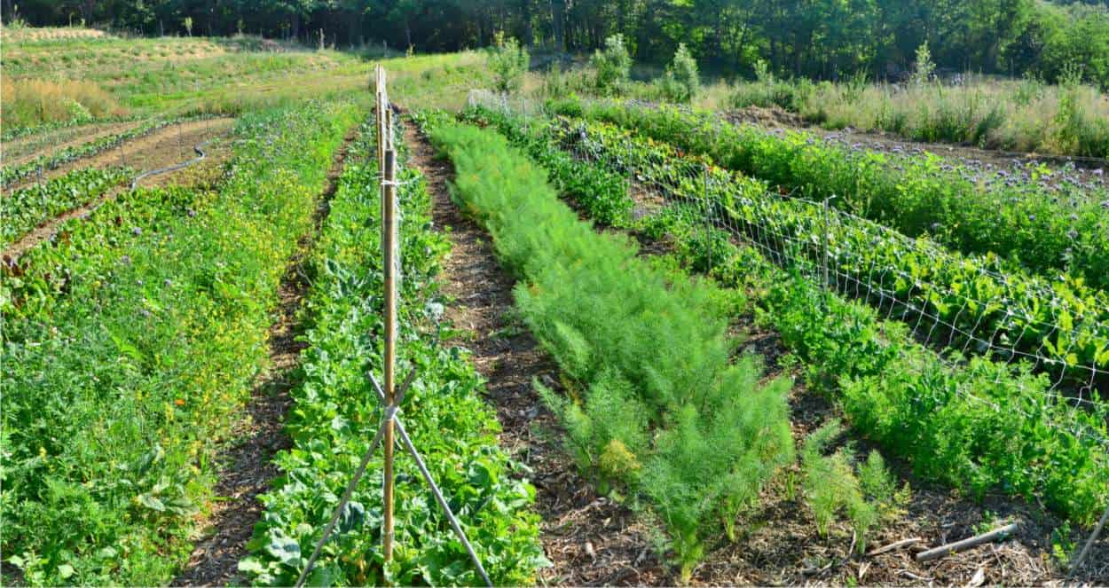 biointensivo campo