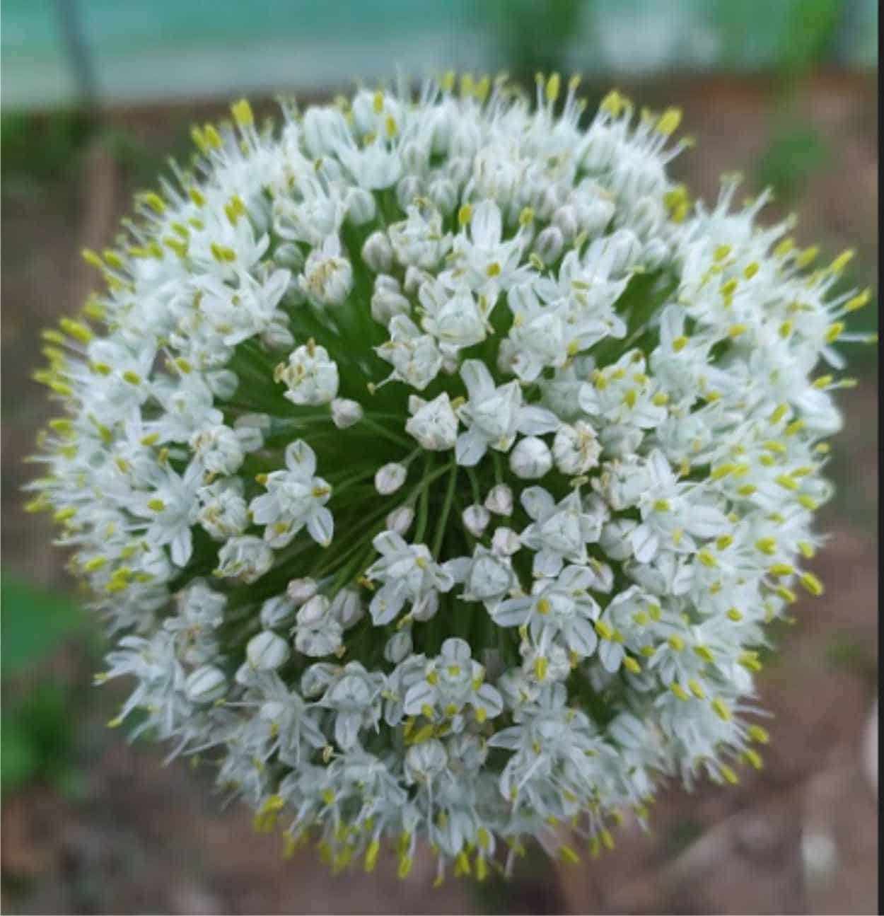 fiore della cipolla