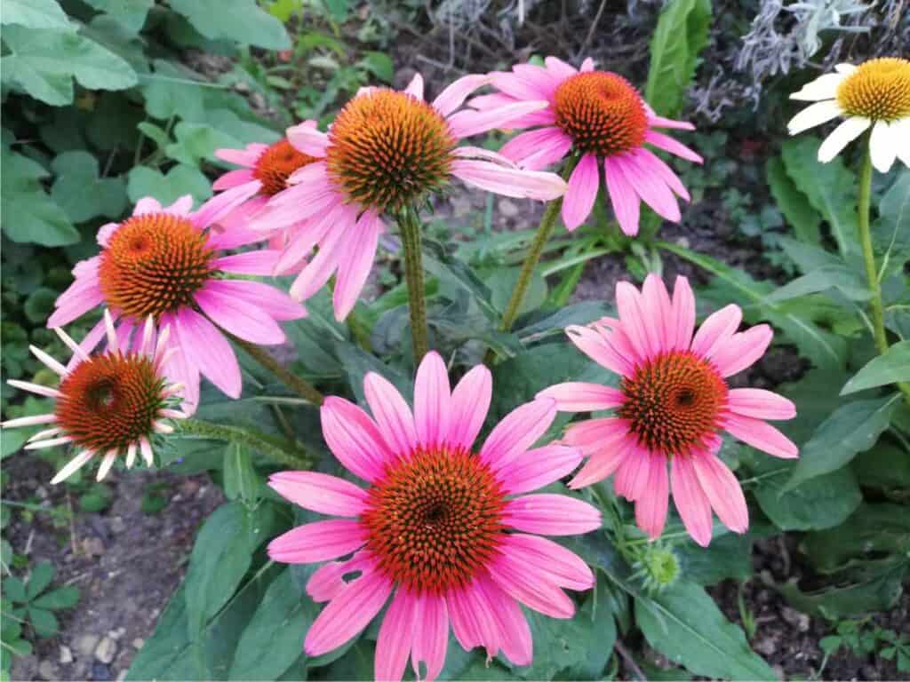 Echinacea il fiore rosa officinale amato dalla farfalle