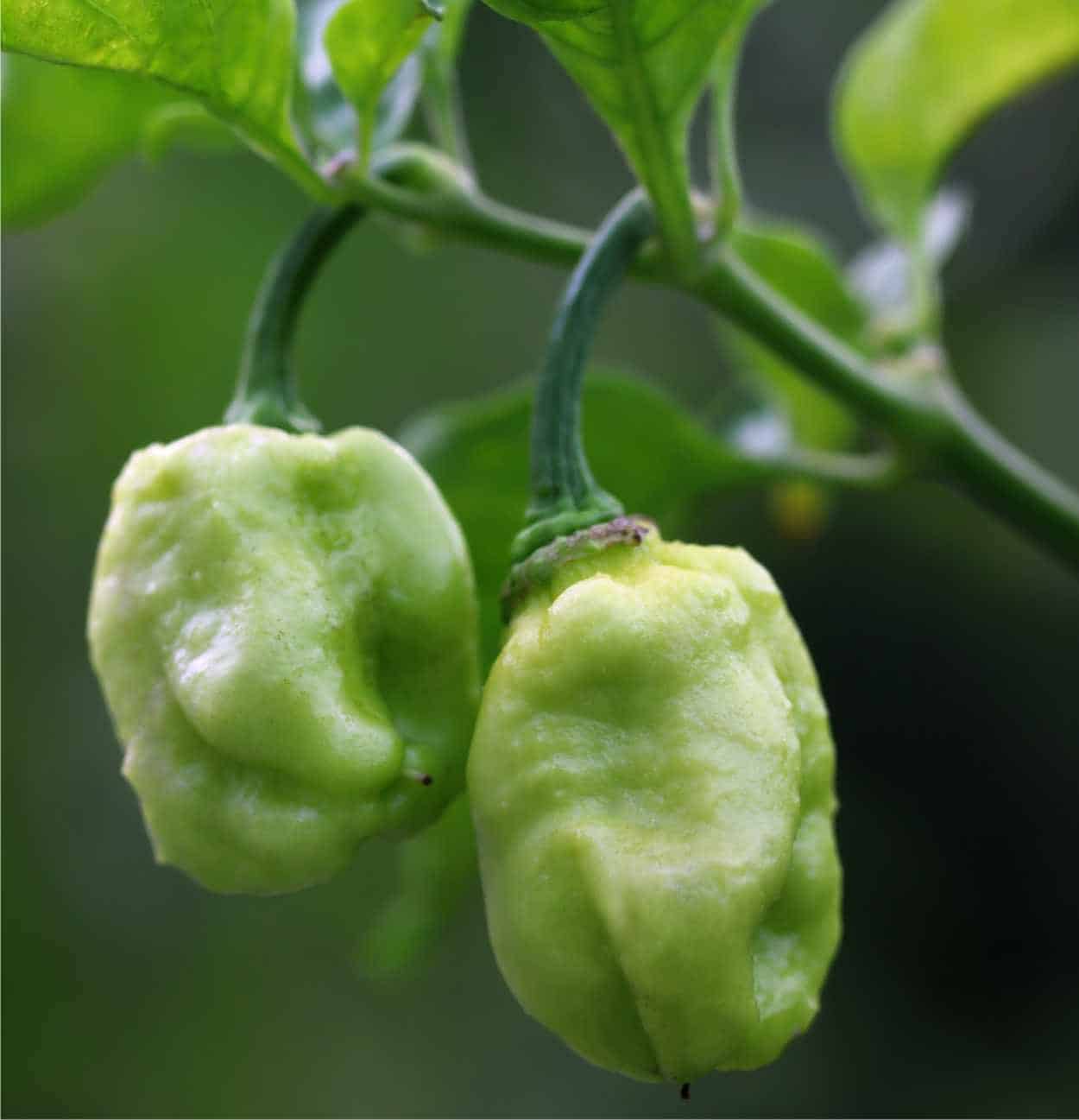 maturazione naga morich