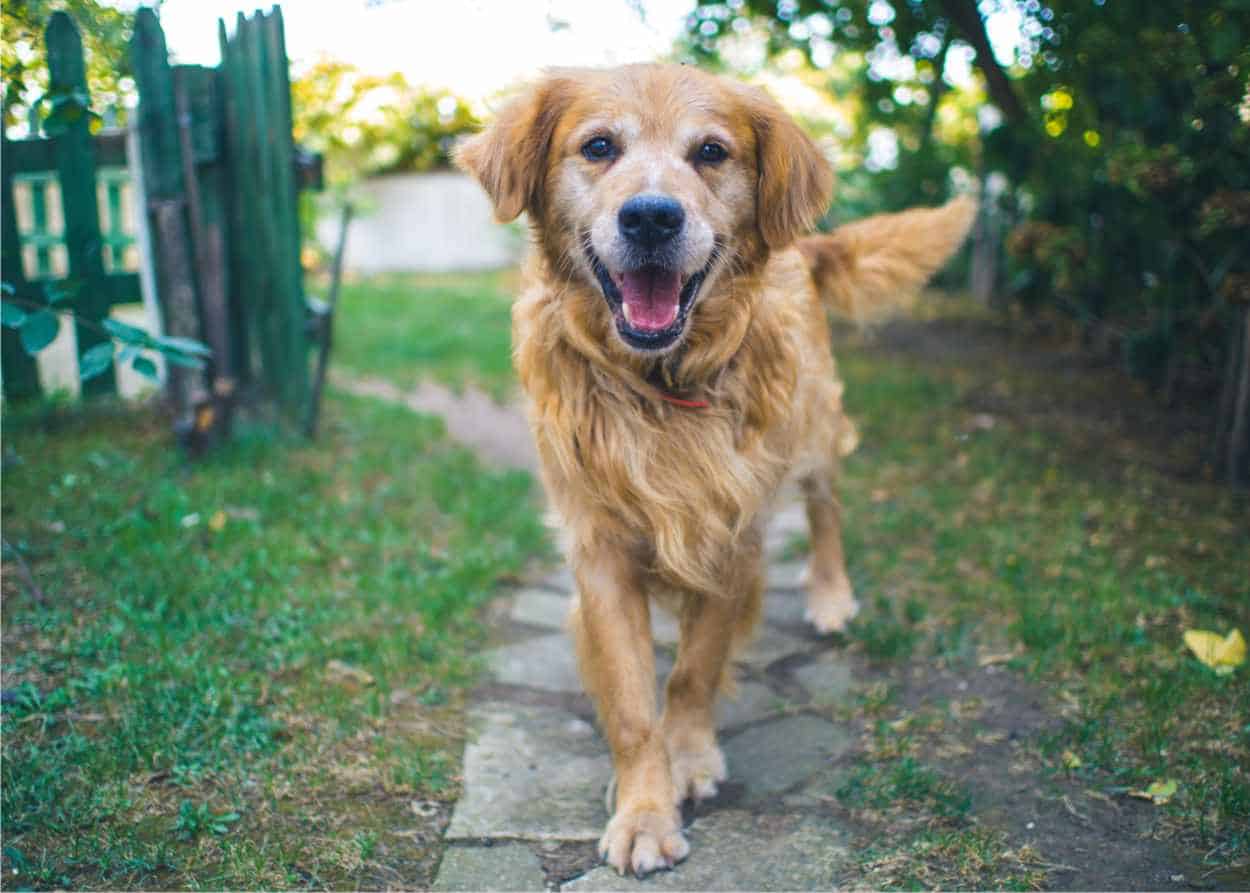 cane in giardino