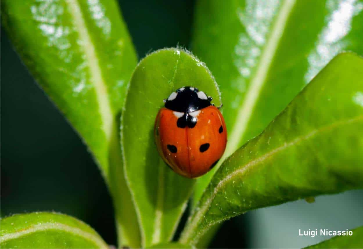 coccinella