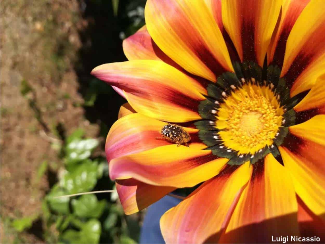 insetto su fiore