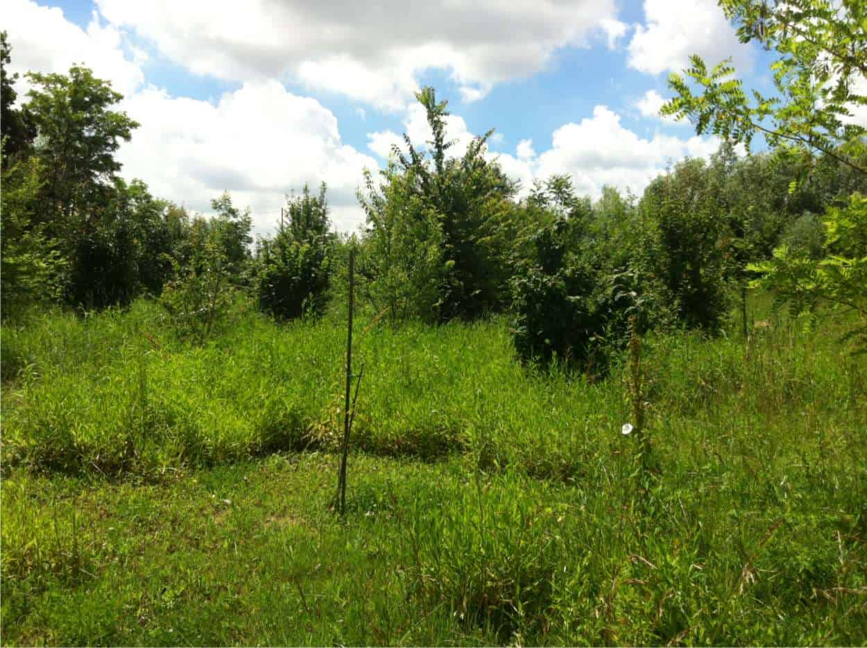 food forest realizzata