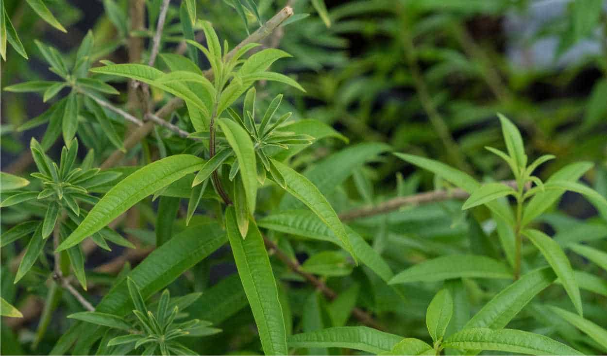 Verbena odorosa (Erba Luigia o Lippia citriodora) proprietà, benefici, a  cosa serve