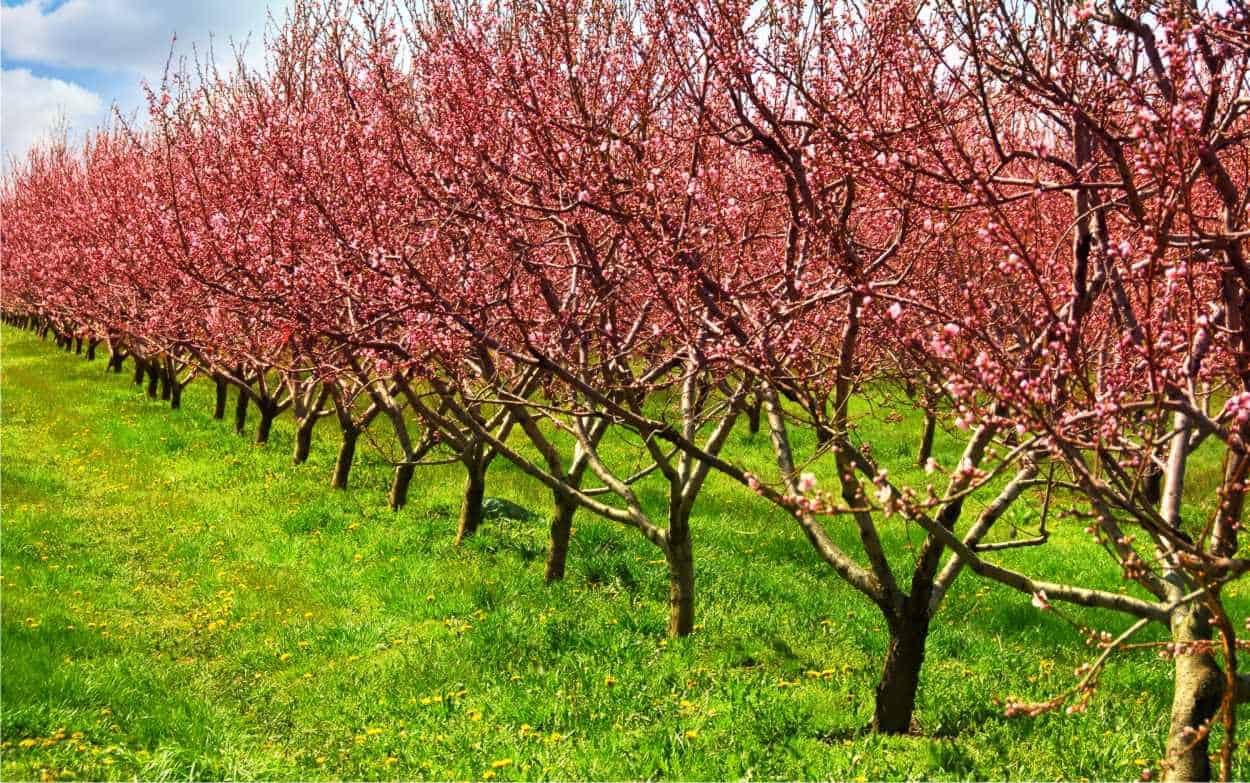 erba tra le piante da frutto