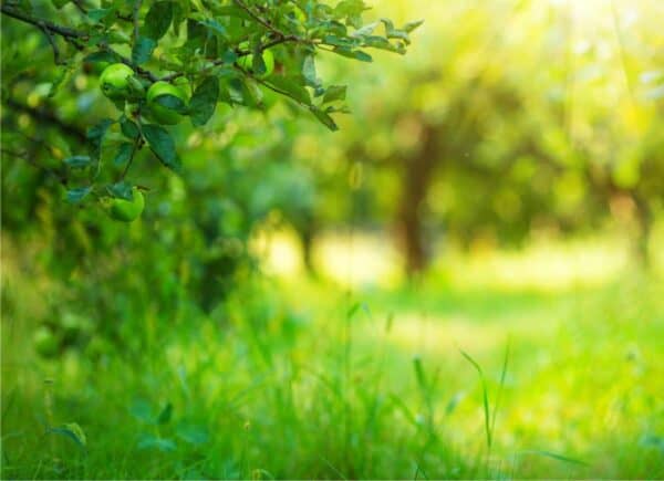 Inerbimento controllato nel frutteto come e perché