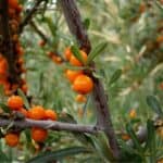 Olivello spinoso: caratteristiche e coltivazione